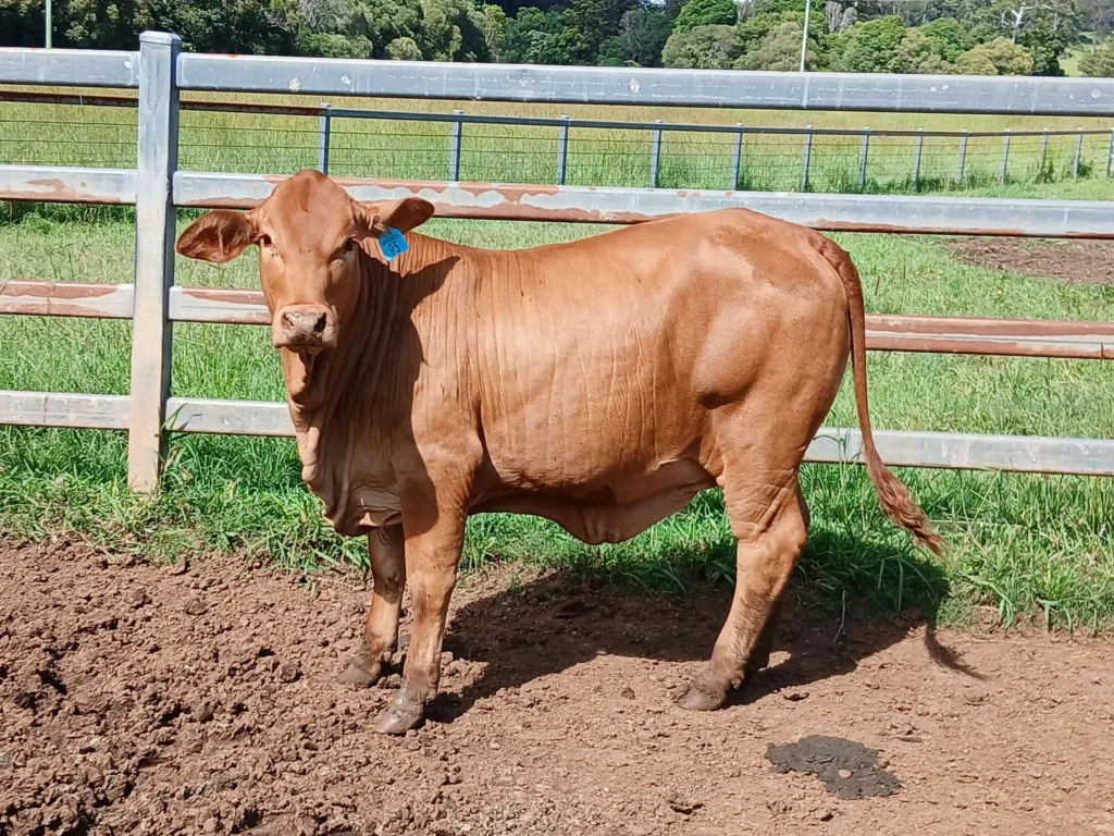D5 heifer