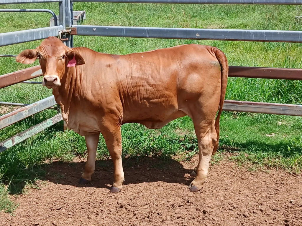 12 month old heifer