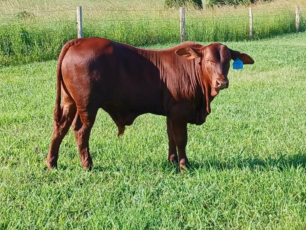 A 12 month old bull calf
