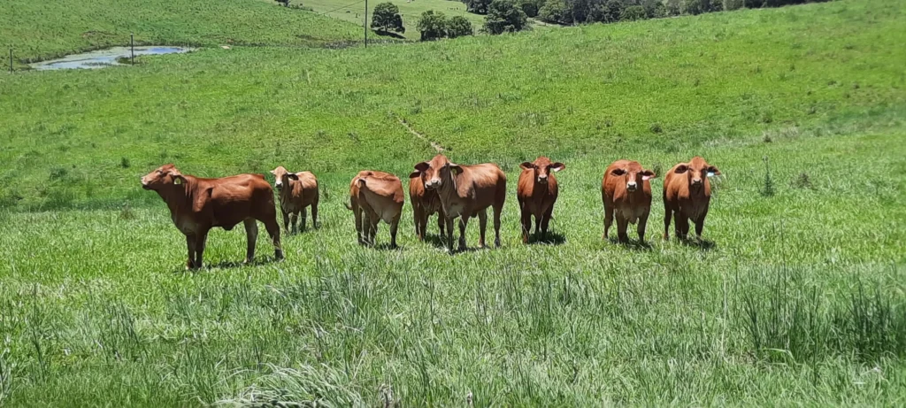 A mob of heifers